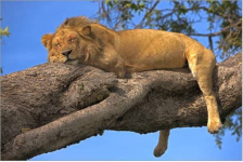 The Lion Sleeps Tonight.PNG