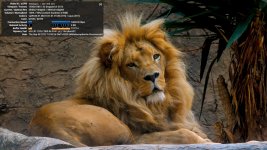 4K_HDR_Lion.jpg